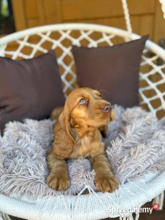 Wyjątkowy Piesek Cocker Spaniel Angielski złoty Warszawa