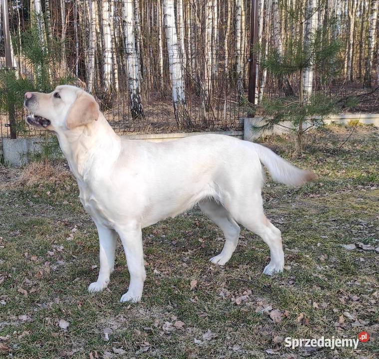 Szczeniaki Labrador Retriever biszkoptowe Żelechlinek