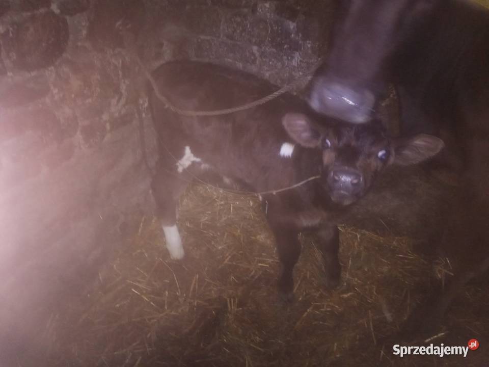 3 byczki miesne 2 jaloweczki mleczne Słotwiny