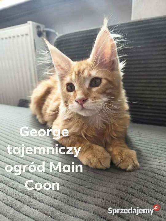George Maine Coon pomorskie Starogard Gdański