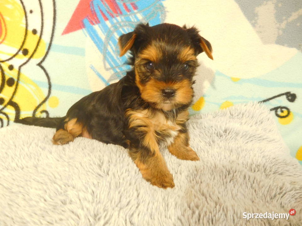 yorkshire terrrier samczyk złoto czarny biewer Zwierzęta
