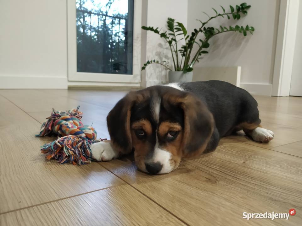 Suczka szczeniak Beagle Łask