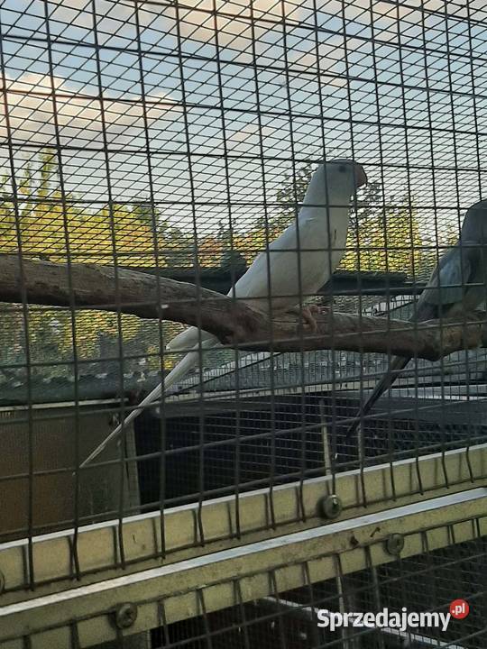 Księżniczki walii albino sprzedam