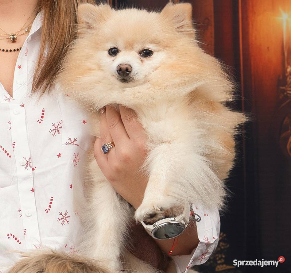 Szpic miniaturowy pomeranian wielkopolskie Suchy Las