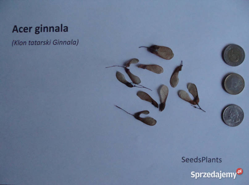 KLON TATARSKI GINNALA Acer ginnala NASIONA 500 Nasiona kujawsko-pomorskie Lubanie
