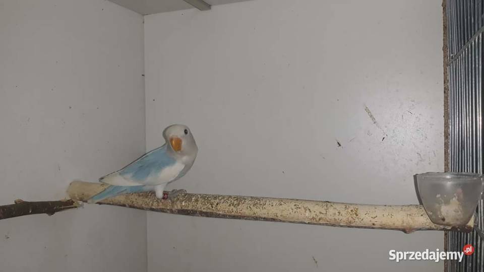 Papugi nierozłączki Kraków sprzedam