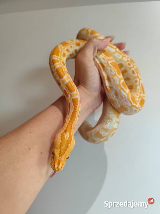 Python Bivittatus Pruszków