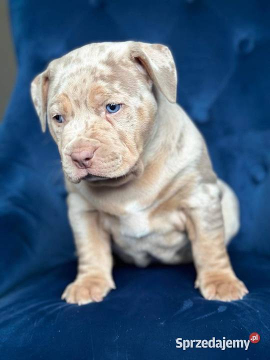 AMERICAN BULLY XL PREMIUM mazowieckie