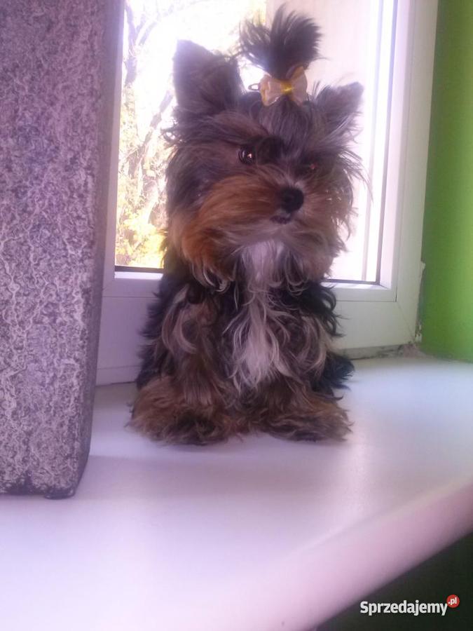 york pies Kołobrzeg sprzedam