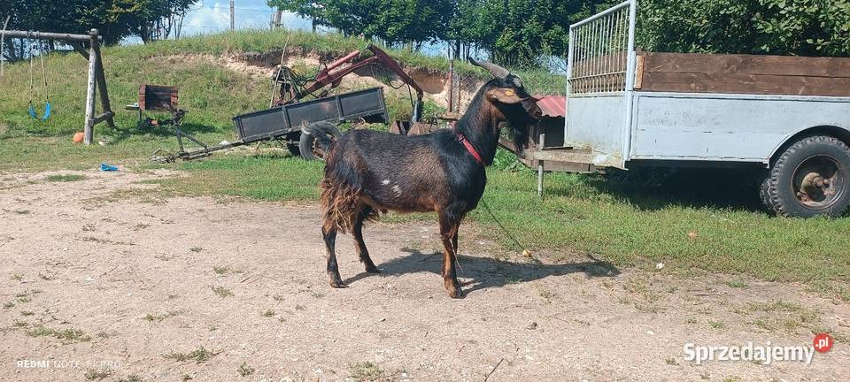 Sprzedam kozła Suwałki