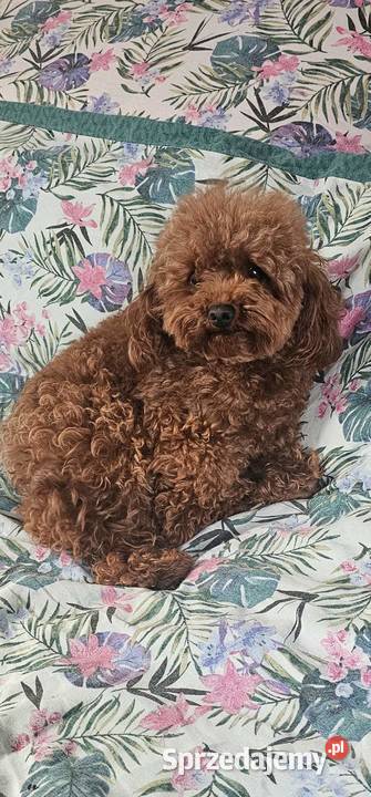 Szczenięta Maltipoo