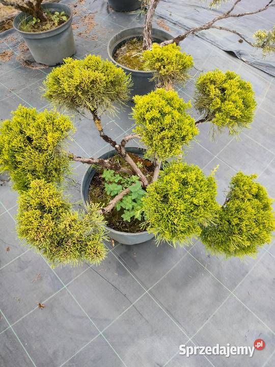 Bonsai jałowiec sosna świerk jodła łódzkie Jelitów