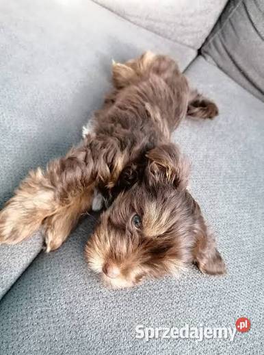 York miniaturowy xxs Kalisz