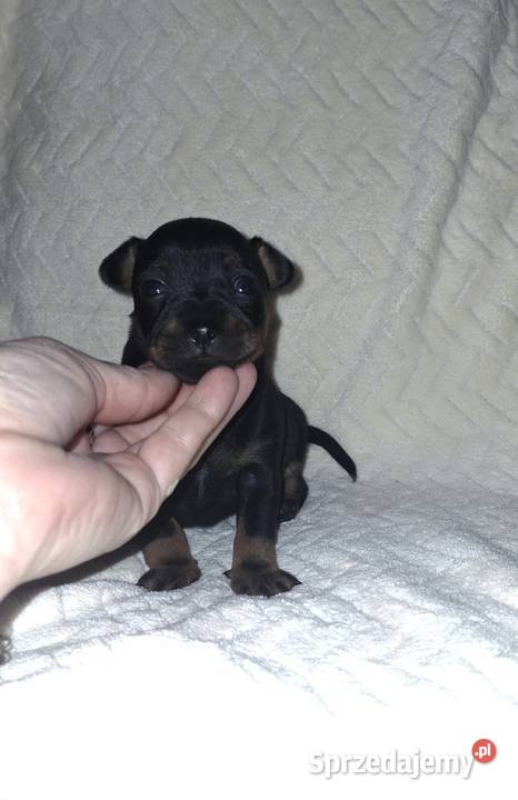 Sunia pinczer miniatury Jasło