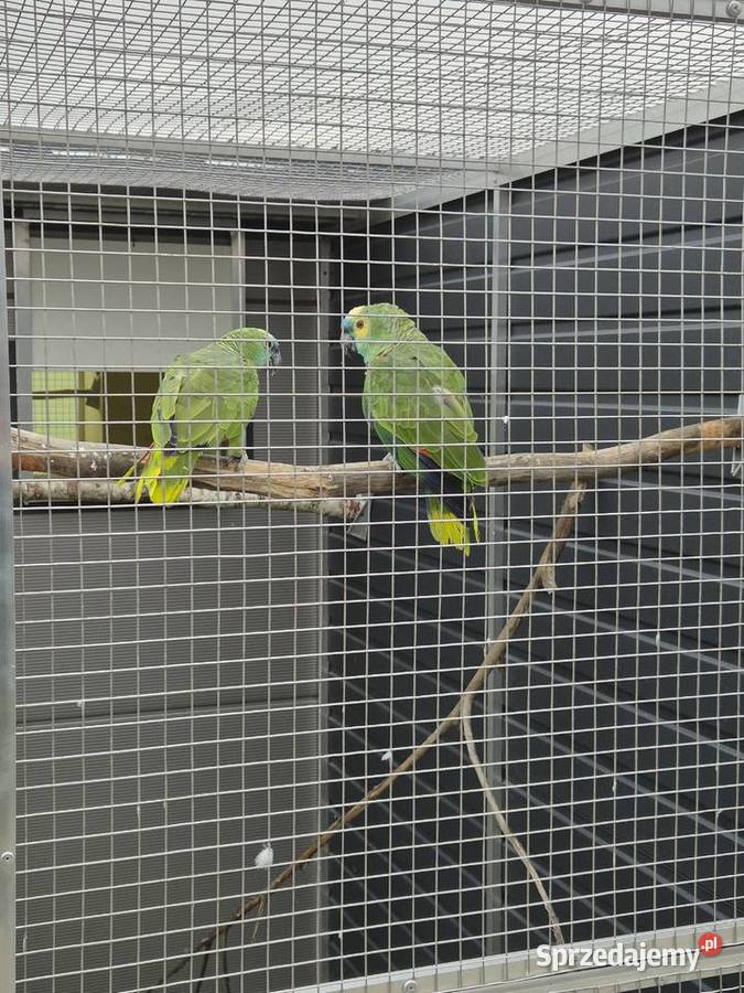 Amazonki niebieskoczelne wielkopolskie Rakoniewice