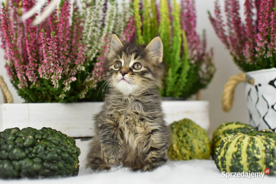 Kurylski Bobtail Kocięta Rodowód FPL