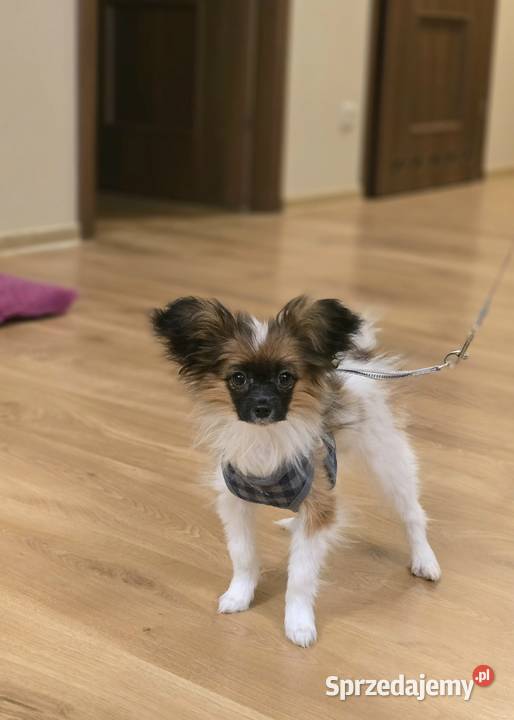 PAPILLON chłopiec z metryką ZKwP FCI Pępowo