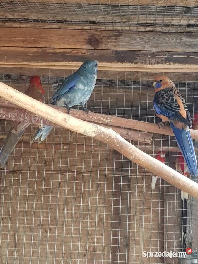 rozelle królewskesprzdam samca na obrące stałej Stare Babice