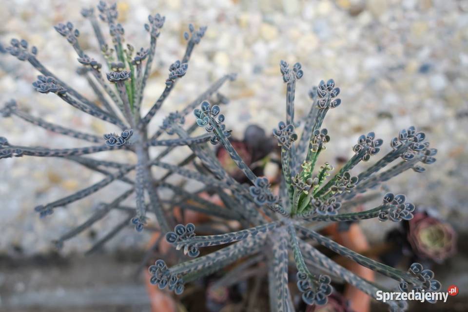 Kalanchoe tubiflora Żyworódka wąskolistna Milanówek
