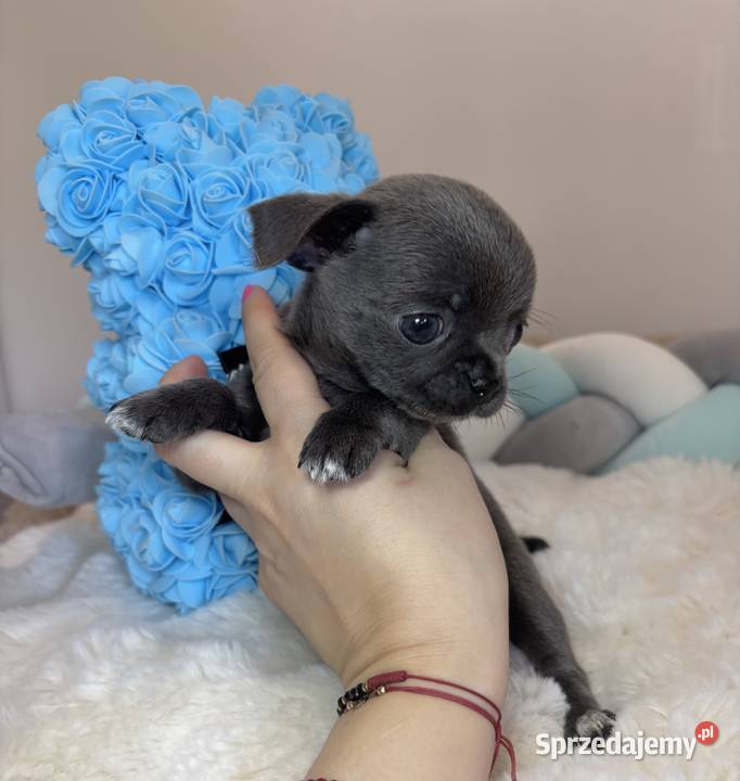 Chihuahua piesek krótkowłosy niebieski Blue Bełchatów