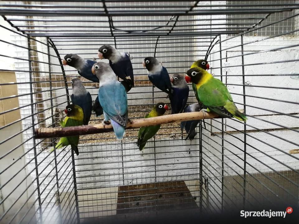 Nierozłączki czarnogłówki Ostrów Wielkopolski