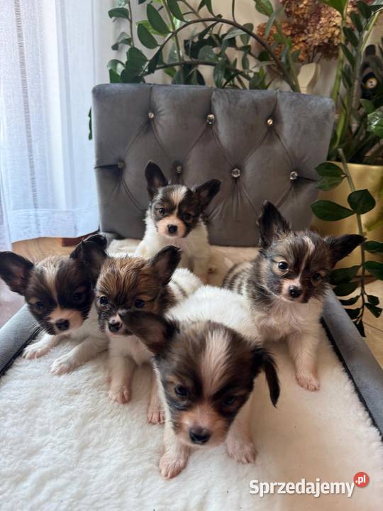 Papillon szczeniak Spaniel kontynentalny Dudki