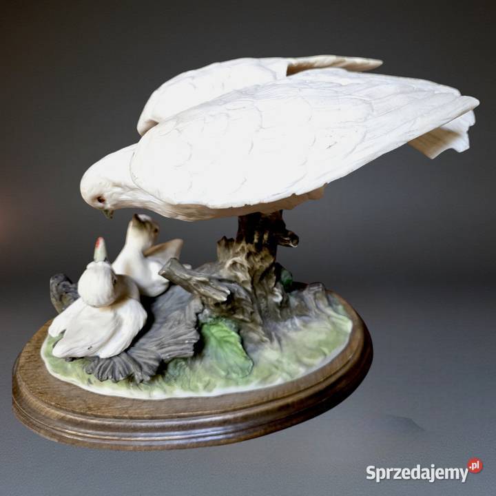 Gołębica karmiąca pisklęta biskwit Daz Pardo O