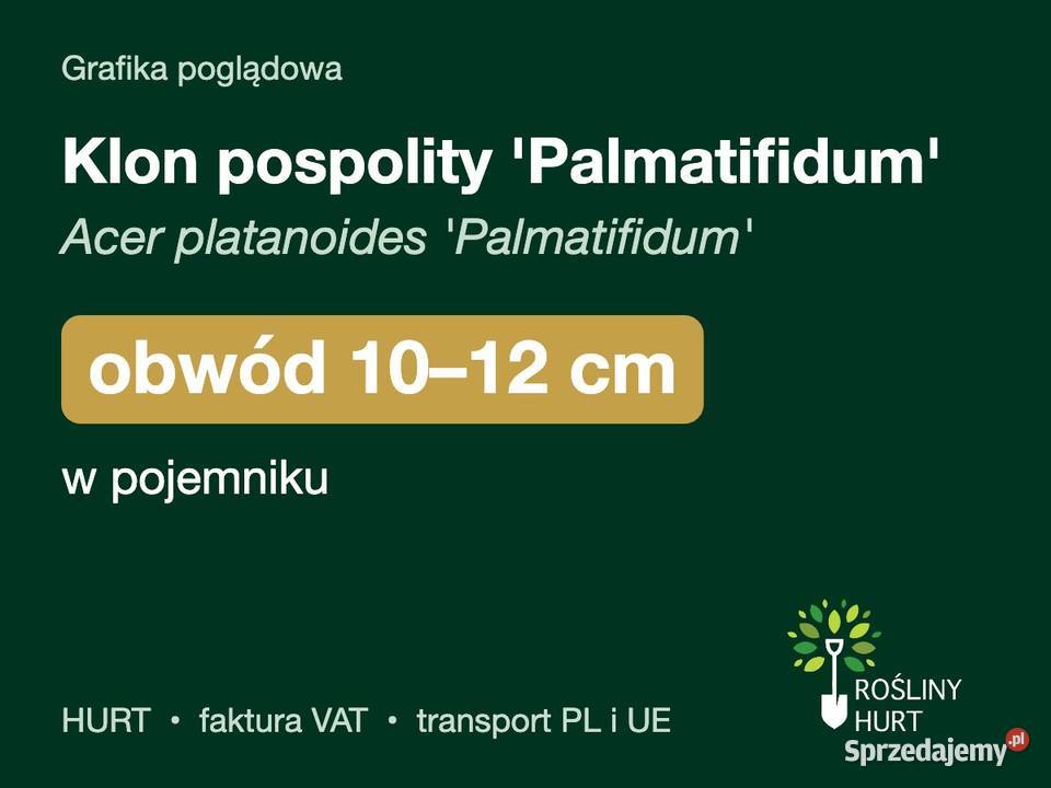 Klon pospolity Palmatifidum obwód 1012 w sprzedam