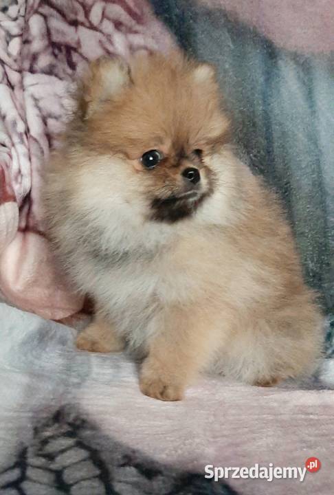 Szpic miniaturowy pomeranian Zwierzęta
