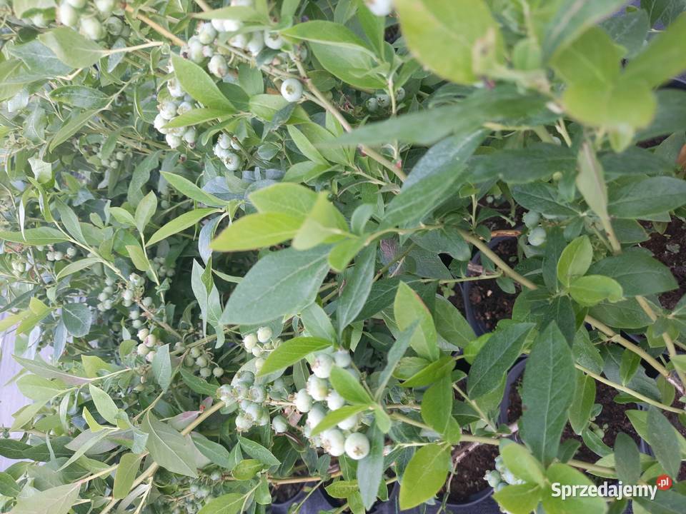 Borówka amerykańskasadzonki