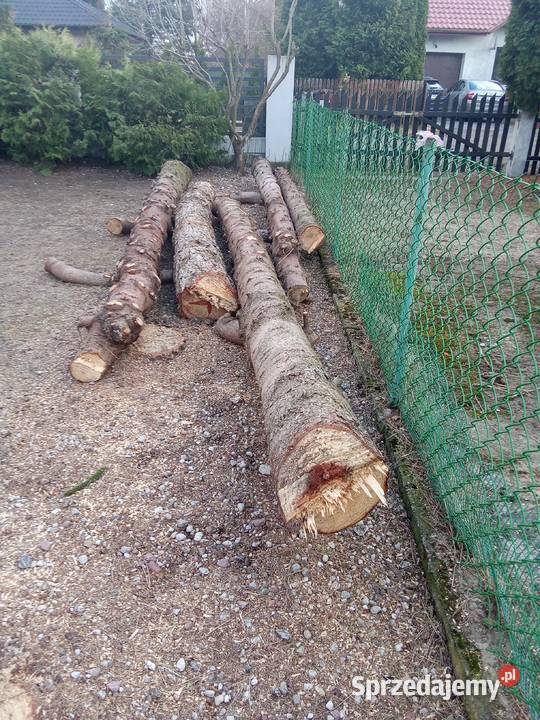 Sprzedam Kłody kloce sosna świerk Iława