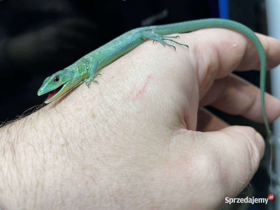 jaszczurka szmaragdowa w Gliwicach Gliwice