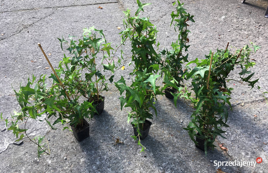 Bluszcz Sagittifolia 17 na ściankę dom ogród sprzedam