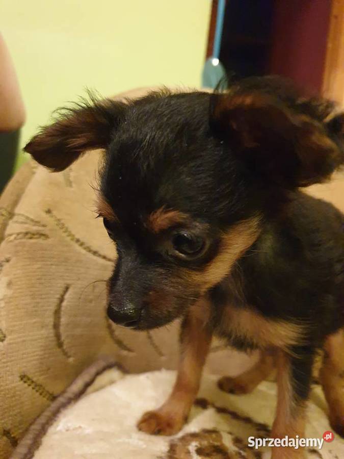 Sprzedam ratlerka Łódź