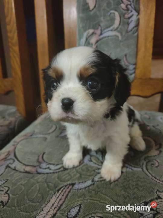 Cavalier King Charles Spaniel Łomża