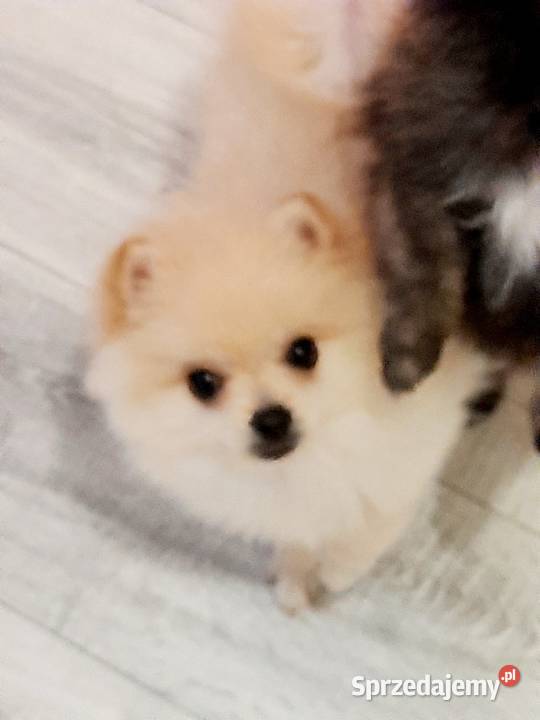 Przepiękne niedźwiadki rasy pomeranian Radom