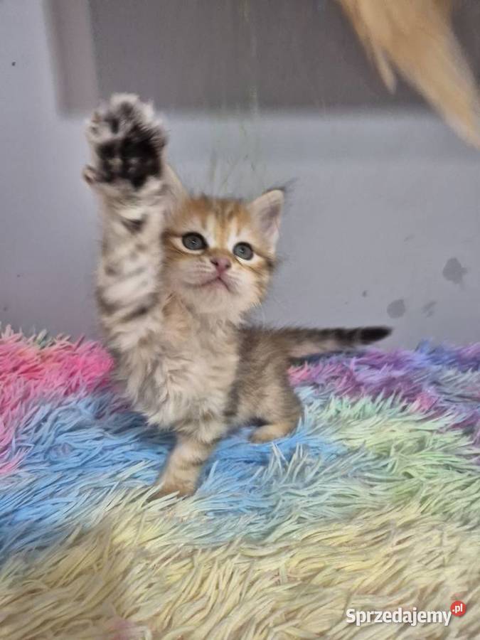 Syberyjska Kotka OFELIA rodowód FIFE FPL śląskie