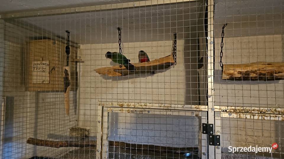 Rudosterki czerwonobrzuche pary likwidacja śląskie Świerklany sprzedam