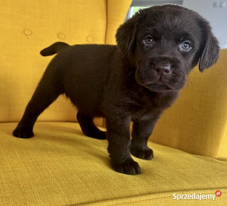 Labrador Czekoladowy suczka Labrador Piekary