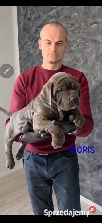 American Bandog Tuczna