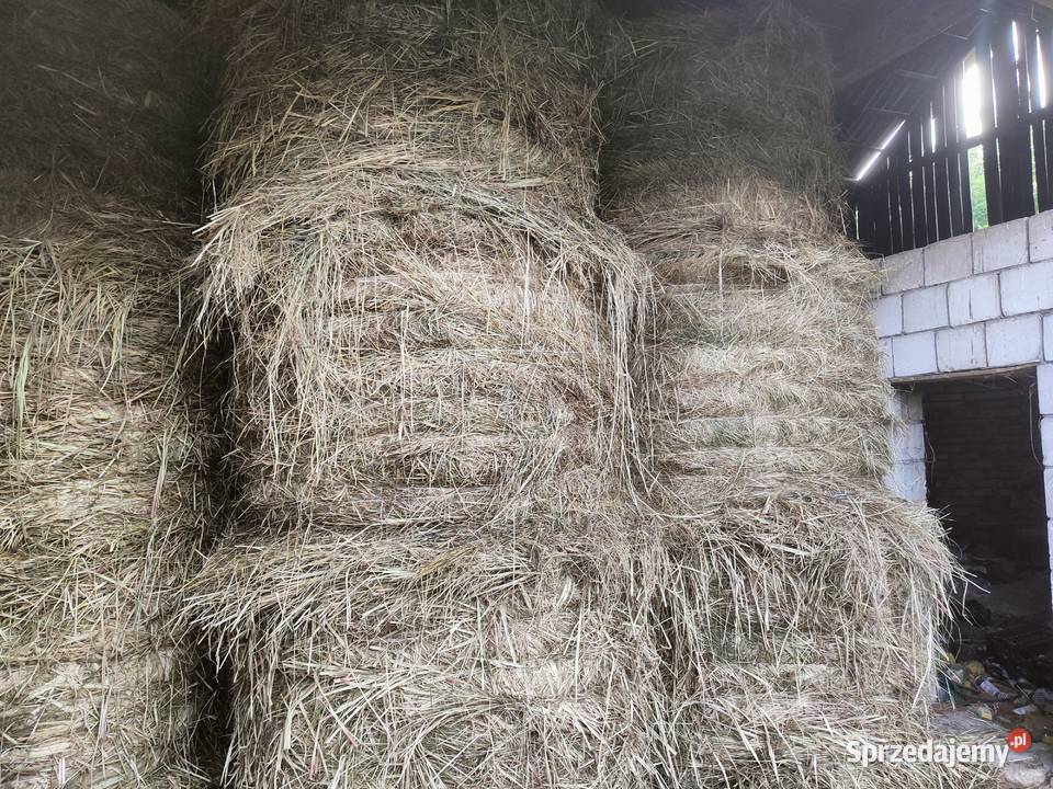 Siano 2023 rozmiar 120x150 świętokrzyskie Pińczów