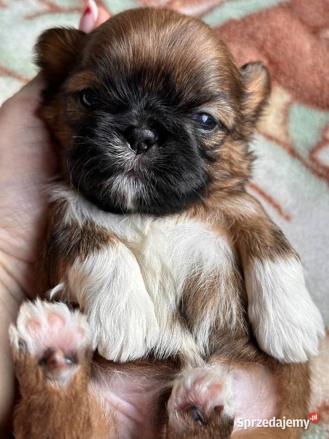 Shih tzu śliczne szczenięta Komarówka Podlaska sprzedam