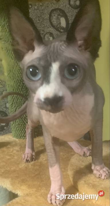 Sfinks Kanadyjski Koteczka do odbioru Rodowód Leszno