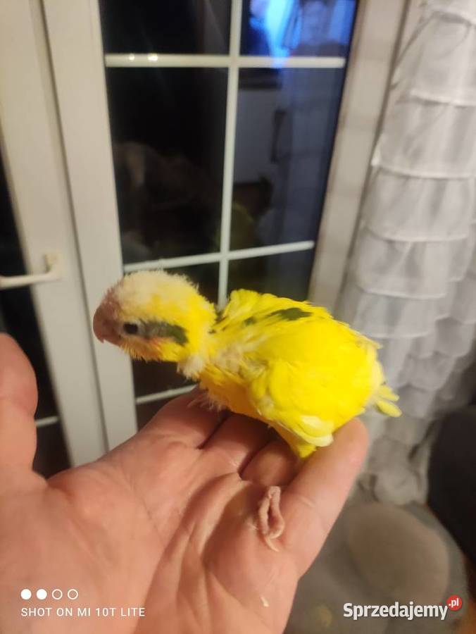 Ręcznie karmione papużki Modrolotki sprzedam Zgierz sprzedam