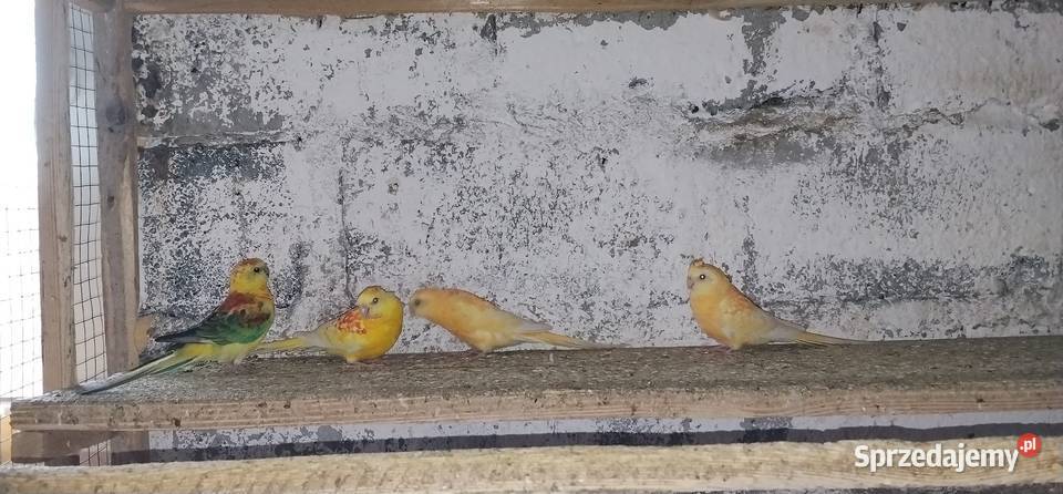 Świergotki 2025 Pruchna