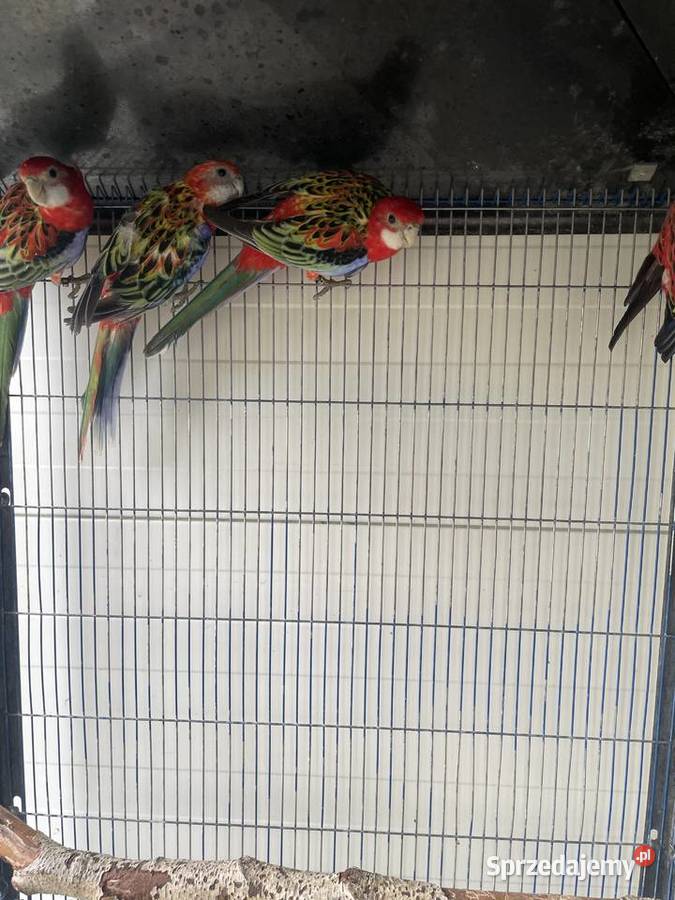 Rozelle Białolice Opolskie Dobrodzień