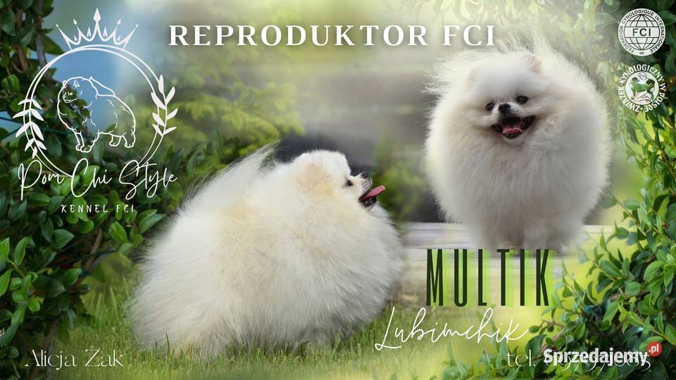 Szpic REproduktor ZKwP FCI warmińsko-mazurskie sprzedam