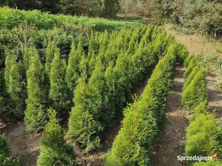 Tuje szmaragd Thuja szmaragd Kurów