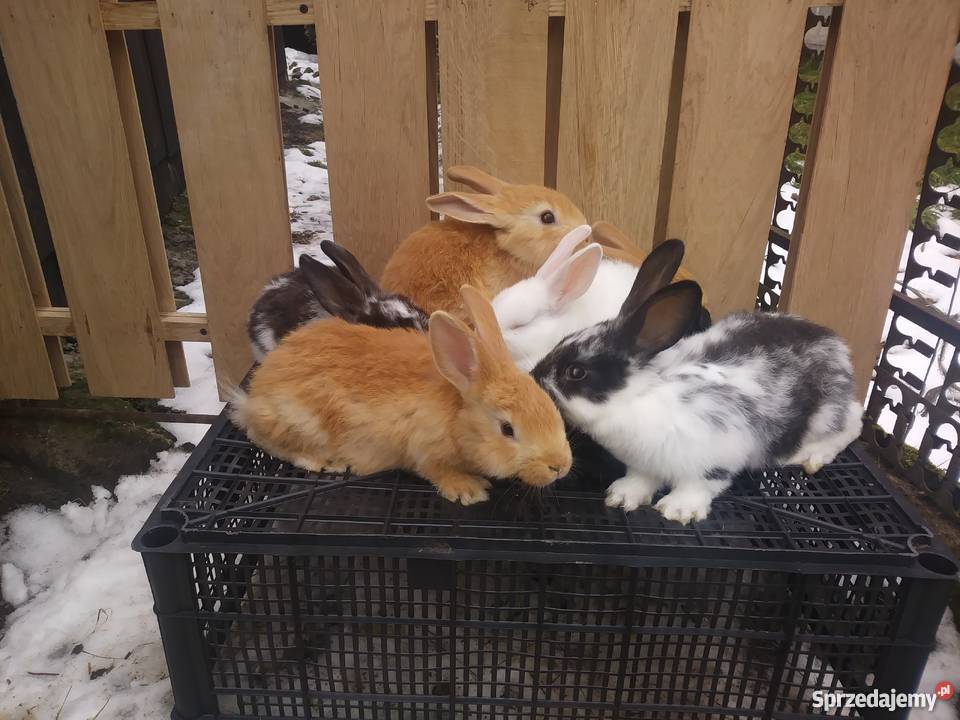 Młode króliki rasy mieszańce Lipiny