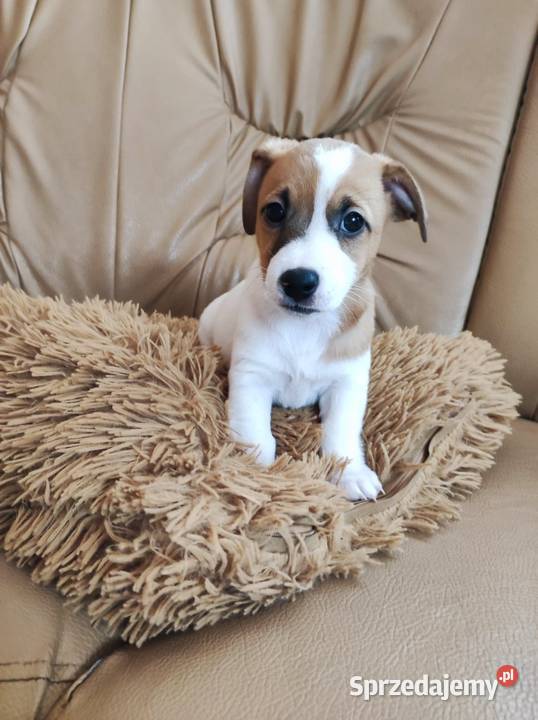 Jack Russell Terrier suczka